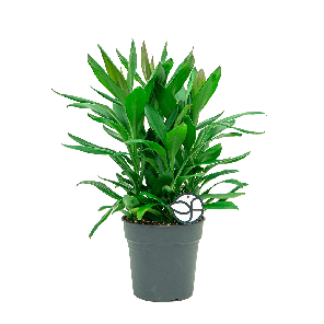 cordyline glauca m 1(2).png