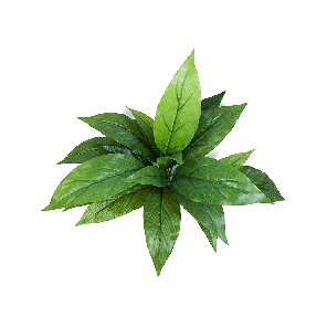 Cordyline Green PNG.png