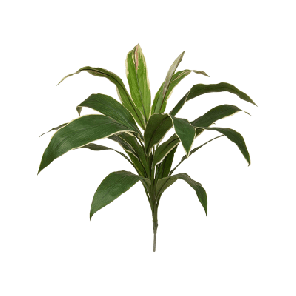 cordyline groengeel.png
