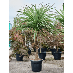 cordyline indivisa op stam.png