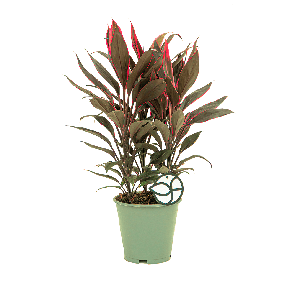 cordyline tango 1(2).png