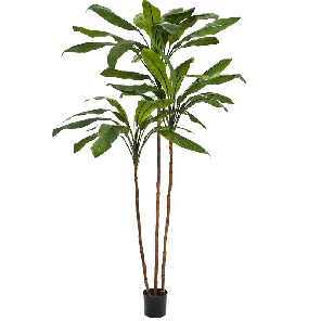 Cordyline Tree PNG.png
