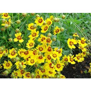 Coreopsis lanceolata 'Sterntaler'.jpg