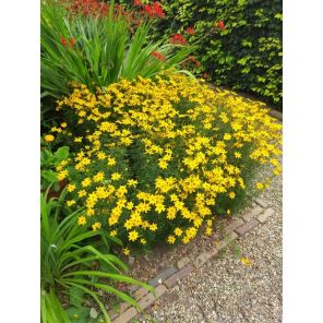Coreopsis verticillata.jpg