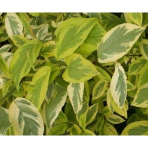 cornus-alba-hedgerows-gold-sfeer2_b924b7.jpg