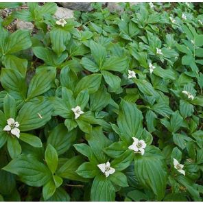 cornus-canadensis-sfeer_4a06bc.jpg