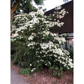 cornus kousa chinensis.jpg