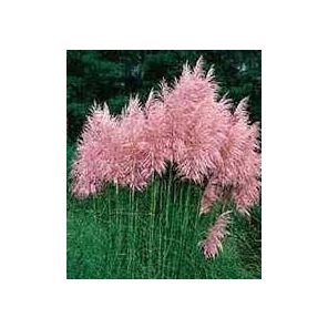 cortaderia-selloana-rosea-sfeer_2dc351.jpg