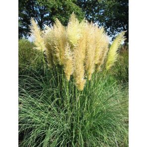 Cortaderia selloana Pumila.jpg