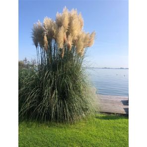 Cortaderia Selloana.jpg