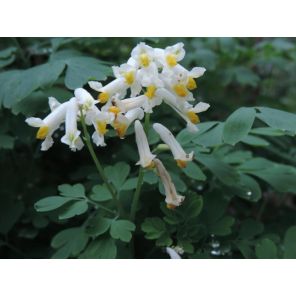 Corydalis ochroleuca.jpg