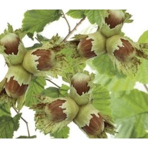 corylus-avellana-webbs-prize-cob-sfeer_b1a21a.jpg