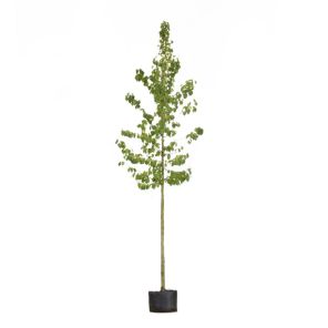 corylus-corlurna_65dcff.jpg