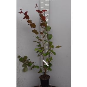 corylus.jpg