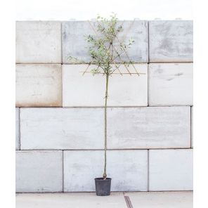 cox leiboom hoogstam.jpeg