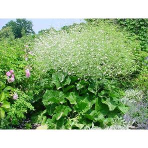 crambe cordifolia.jpg