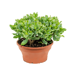 Crassula argentea m.png
