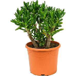 crassula gollum.png