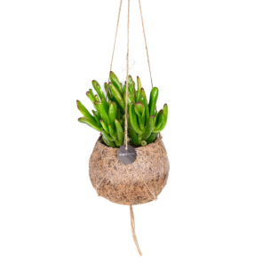 Crassula Horntree in kokodama (1).png