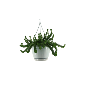 crassula hottenpot totaal-Photoroom (1).png