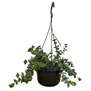 crassula hottentot (1).png