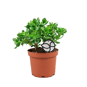 CRASSULA OVATA BUSH M LOGO - WEB.png