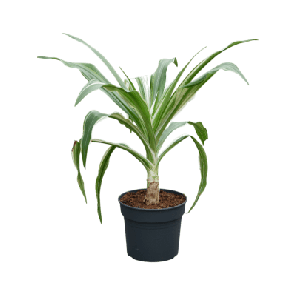 Crinum asiaticum l.png