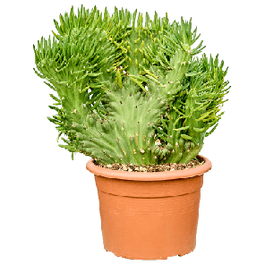 cristata.png