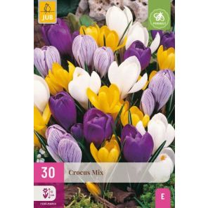 crocus grootbloemig mix.jpg