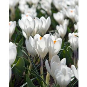 Crocus Jeanne d'Arc.jpg