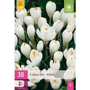 crocus wit.jpg