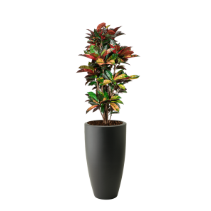 Croton Iceton vertakt L in Elho Pure soft High 30 cm - antraciet.png