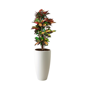 Croton Iceton vertakt L in Elho Pure soft High 30 cm - wit.png