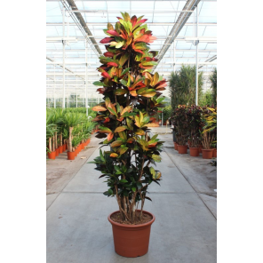 croton iceton xxxl.png