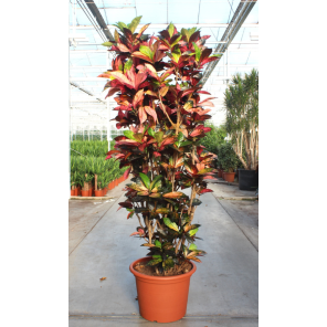 croton iceton xxxxl.png