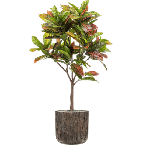 Croton in Baq Luxe Lite Universe Waterfall 1.png