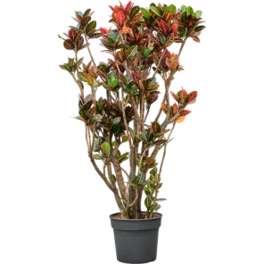 croton petra xxxl.png
