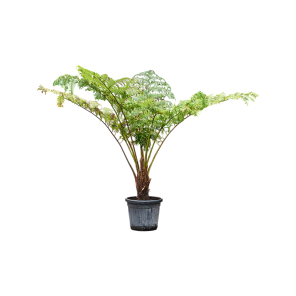 cyathea cooperi_1.png