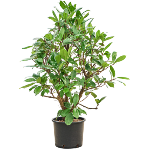 cyathistipula vertakt xxxl.png