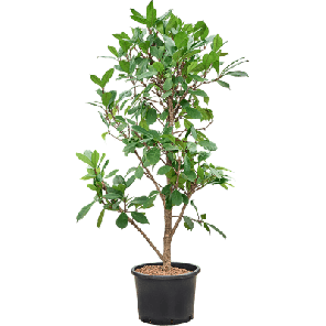 cyathistipula vertakt xxxxl.png
