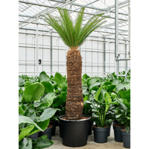cycas xxl.png