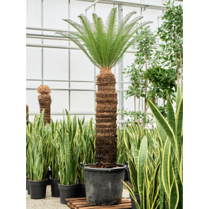 cycas xxxl.png