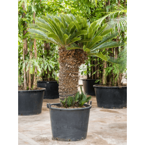 cycas xxxxl.png