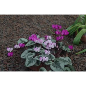 Cyclamen coum.jpg