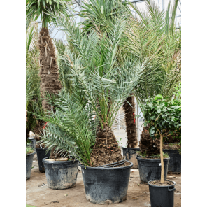 dactylifera xxxl.png