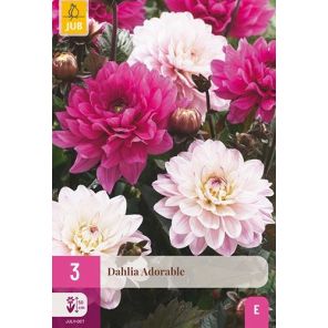 Dahlia Adorable - 3 stuks.jpg