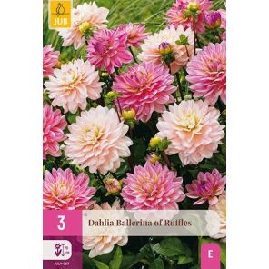 Dahlia Ballerina of Ruffles.jpg