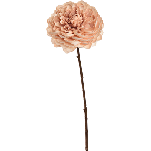 dahlia beige.png