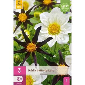 Dahlia Butterfly Love.jpg