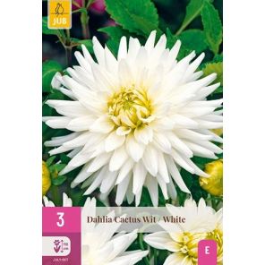 Dahlia Cactus Wit.jpg